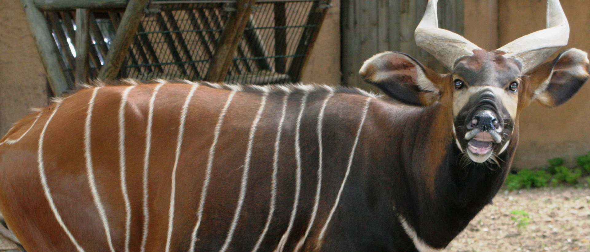 Eastern bongo Zoo Barcelona